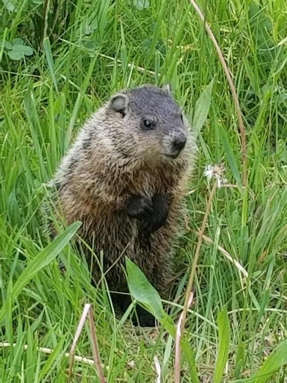 cute news animal tier murmeltier Groundhog 

https://www.reddit.com/r/aww/comments/sihc5n/happy_groundhog_day/