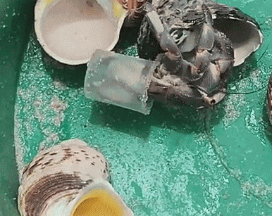 GIF animé