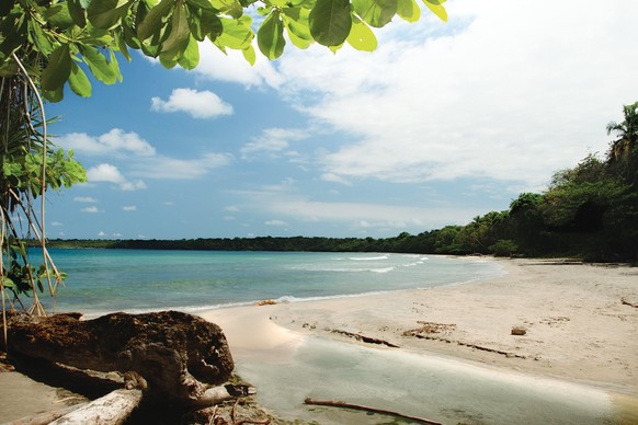 La nuit, les tortues viennent déposer leurs œufs sur la plage de Cahuita.