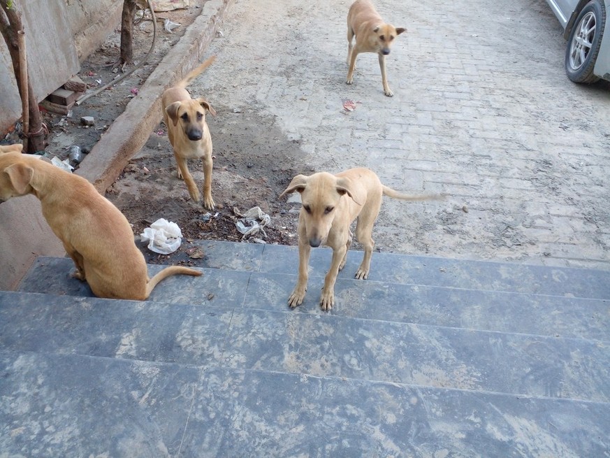L'Etat marocain est accusé d'abattre massivement des chiens errants avant le Mondial 2030, ce qu'il nie.