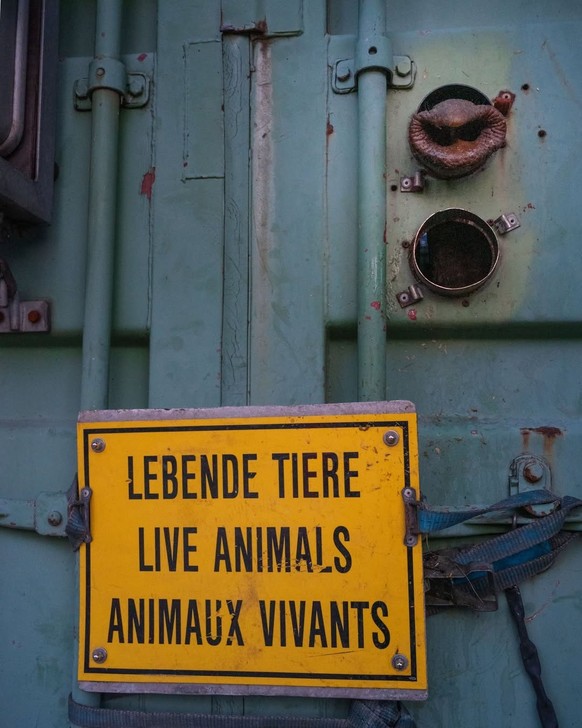 Trois éléphantes venues du zoo de Wuppertal en Allemagne ont rejoint mercredi le zoo de Bâle après plusieurs mois sans troupeau.