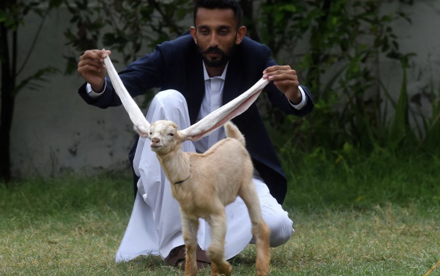 chevreau chèvre oreilles pakistan