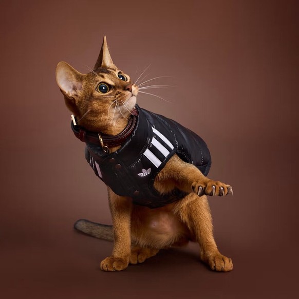 Adidas sort une collection pour chiens et chats.