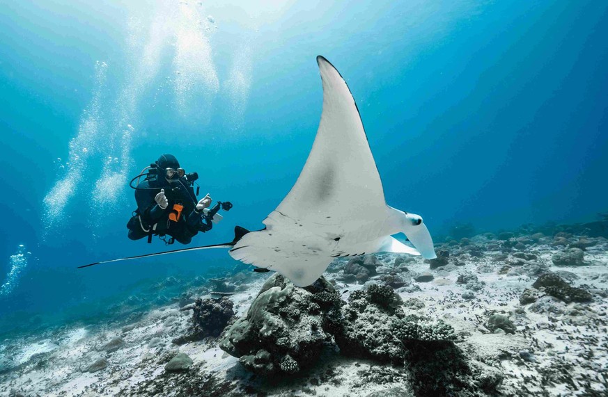 Les Maldives sont une destination très prisée des touristes amateurs de plongée.