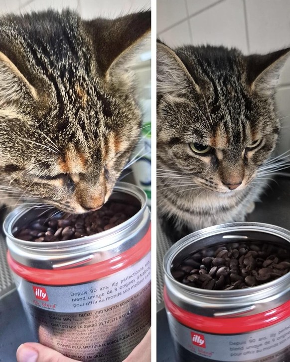 cute news tier katze

https://www.reddit.com/r/funny/comments/1ucmswe/my_cat_finding_out_the_tin_i_opened_contained/