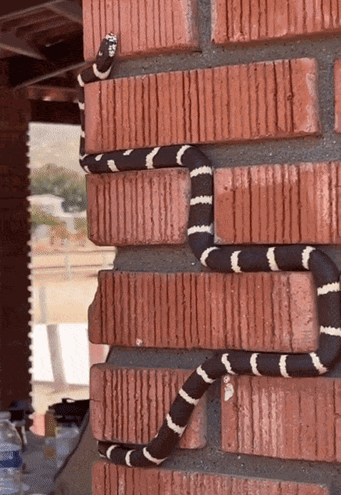 GIF animé