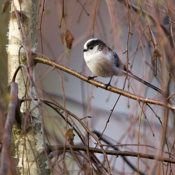 Eine Schwanzmeise sitzt am Donnerstag, 29. September 2011 auf einer Birke in einem Garten in Meggen. (KEYSTONE/Sigi Tischler)
