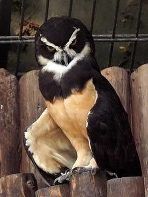 cute news tier eule

https://ch.pinterest.com/pin/1121888957179831263/