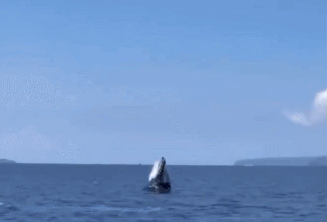GIF animé