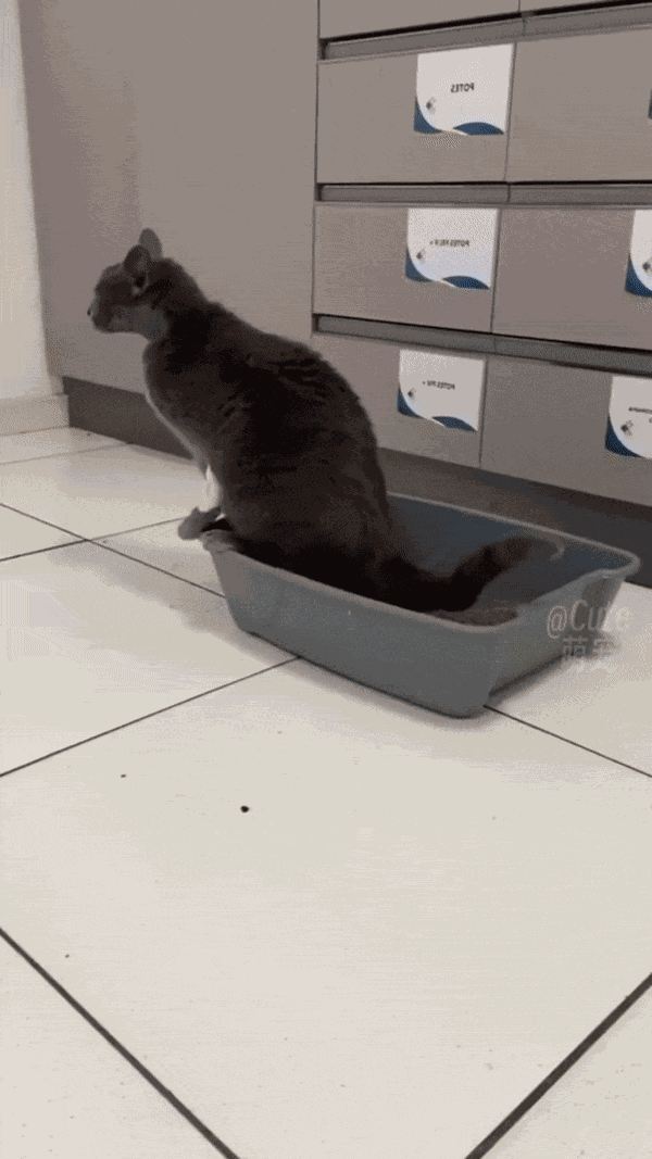 GIF animé
