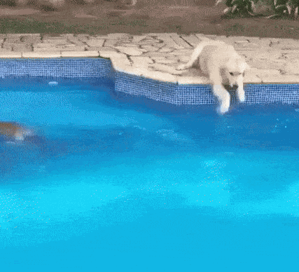 GIF animé