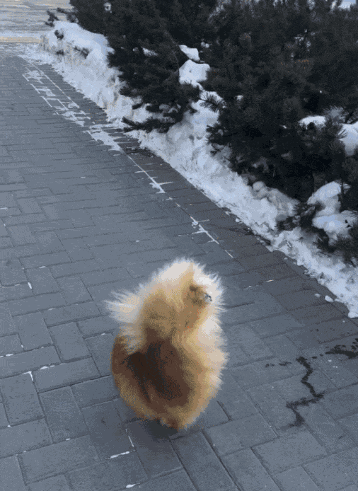 GIF animé