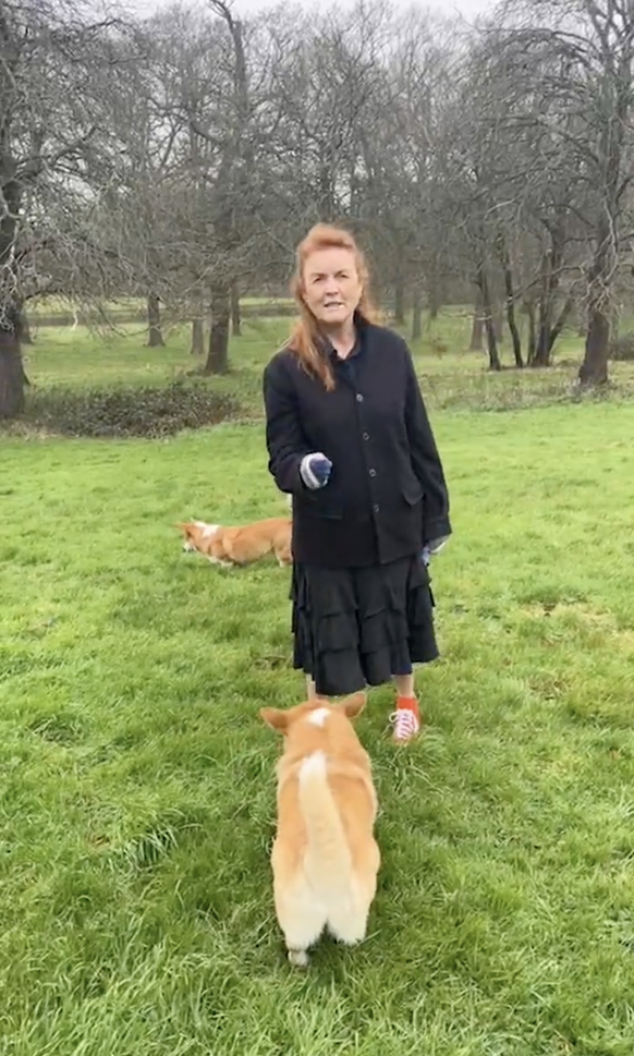 Dans sa vidéo de fin d'année, Sarah Ferguson a donné des nouvelles des corgis de la reine Elizabeth.