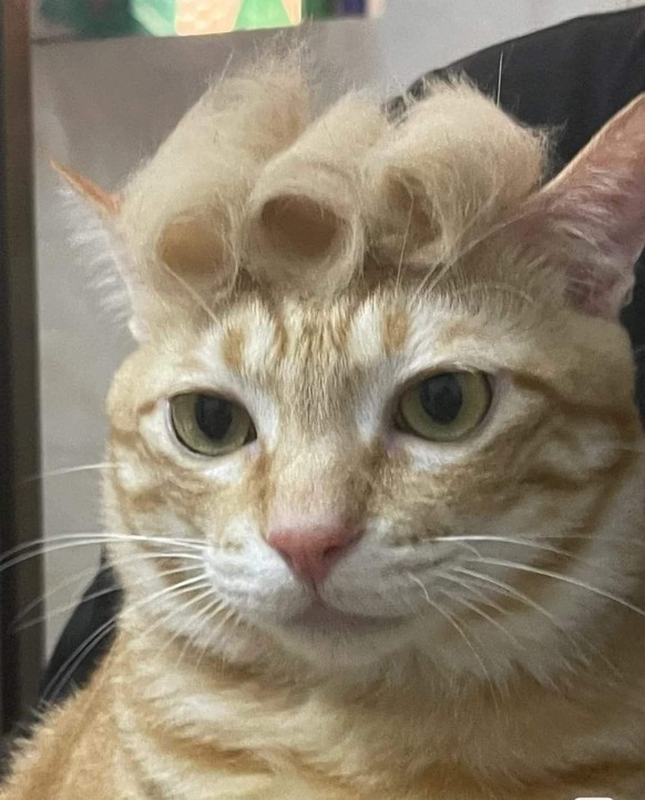 cute news tier katze

https://ch.pinterest.com/pin/1121888957199475506/