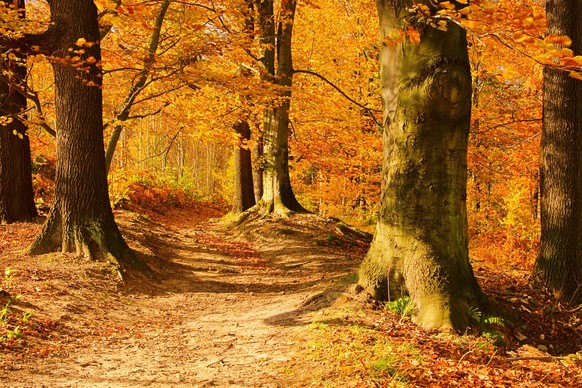 Herbst in der Schweiz Blattverfärbung Bäume Buche Birke Ahorn Lärche