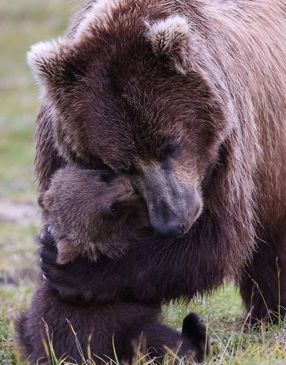 cute news tier bär

https://ch.pinterest.com/pin/2322237301693938/