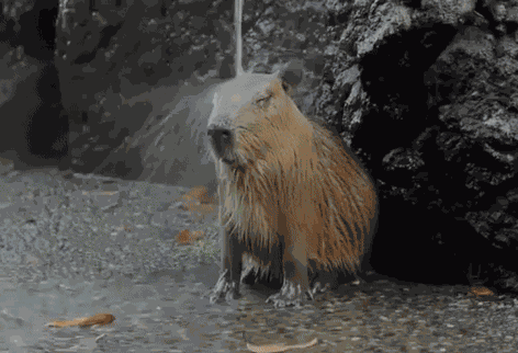 GIF animé