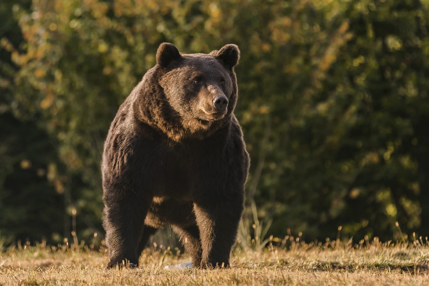 In this Oct. 2019 handout photo provided by NGO Agent Green, Arthur, a 17 year-old bear, is seen in the Covasna county, Romania. Romanian police will investigate a case involving Emanuel von und zu Li ...