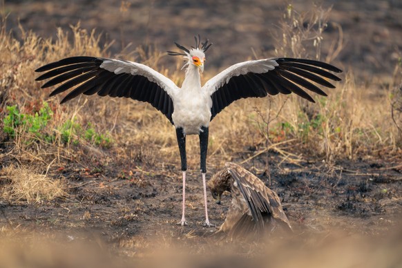 Secretary bird spreads wings over tawny eagle, Secretary bird spreads wings over tawny eagle, Secretary bird spreads wings over tawny eagle, 08.03.2024, Copyright: xnickdalex Panthermedia36887485.jpg
