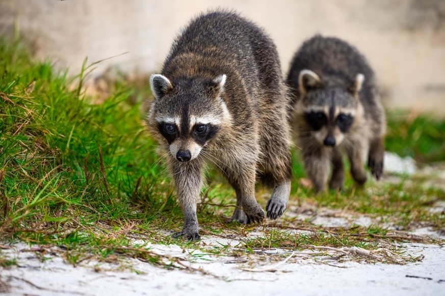 Les ratons laveurs posent un sérieux problème à Bâle.