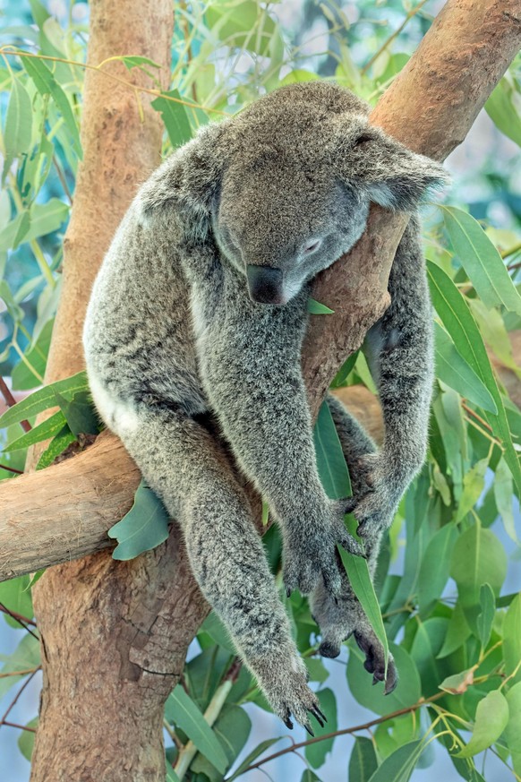koala tier cute news

https://www.reddit.com/r/AnimalsBeingSleepy/comments/1akdusj/after_hardwork_i_fell_in_to_sleep/