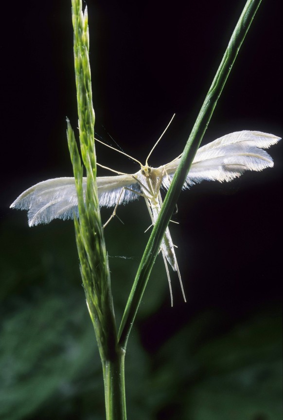 Schlehen-Federgeistchen, Schlehenfedergeistchen, Federgeistchen, Fuenffedriges Federgeistchen, Fuenffedriges Geistchen, Weisses Federgeistchen, Weisses Geistchen, Schneeweisse Windenmotte Pterophorus  ...
