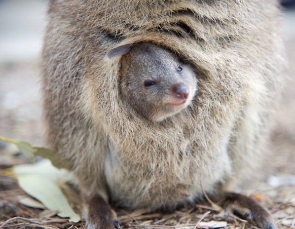 Smiling Baby Quokka, Closeup of wild baby quokka nestled in it`s mother`s pouch at Rottnest Island in Western Australia.