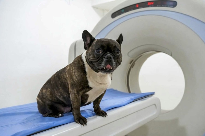 Chiens et humains peuvent partager les mêmes IRM sans risque particulier.