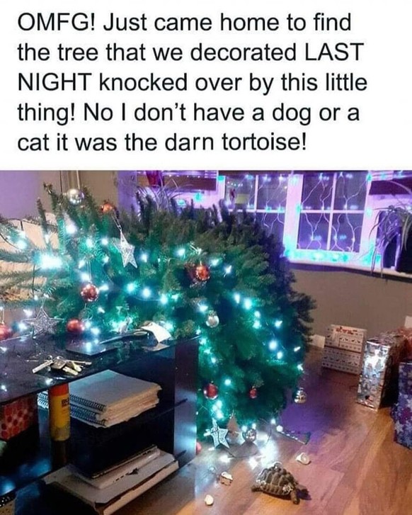 cute news tier schildkröte

https://www.instagram.com/p/C0ff8qKoliN/