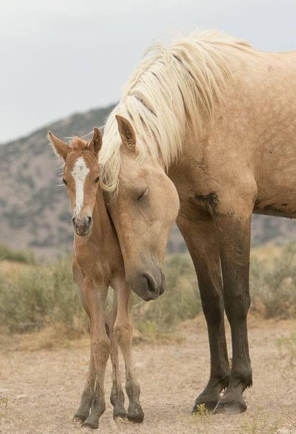 cute news tier pferd

https://www.reddit.com/r/AnimalsBeingMoms/comments/19ed6cu/this_mother_horse_with_her_baby/