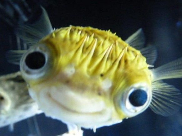 cute news tier fisch pufferfisch

https://www.reddit.com/r/NatureIsFuckingCute/comments/13dgxir/some_species_of_porcupinefish_use_a_neurotoxin/