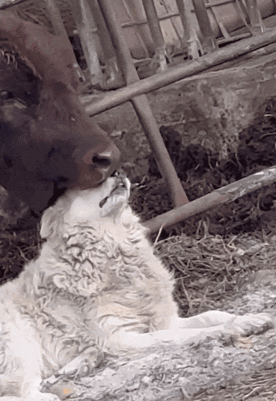 GIF animé