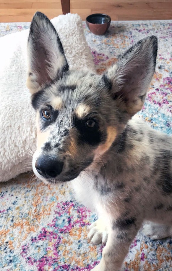cute news tier mit grossen ohren hund

https://www.reddit.com/r/aww/comments/ijoy7p/according_to_our_vet_our_puppys_ears_are/