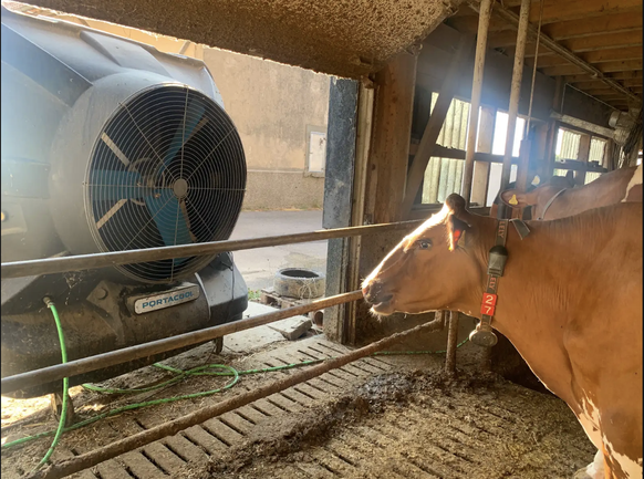 Une Red Holstein prend le frais de l'un des trois ventilateurs géants.