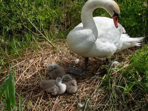 Schwan Familie / kleine Schwäne