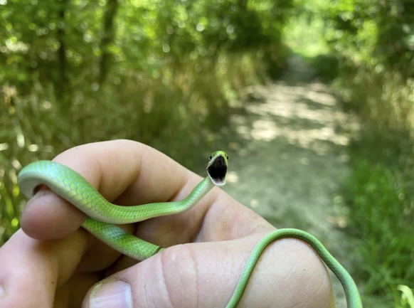 Herzige Schlange für Cute News