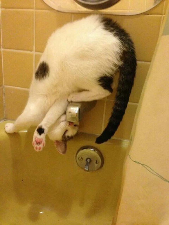 cute news tier katze

https://ch.pinterest.com/pin/1121888957218068421/