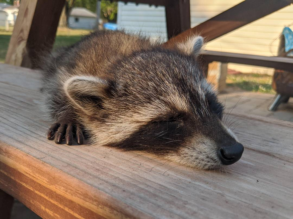 cute news tier waschbär

https://www.reddit.com/r/Raccoons/comments/11xf1dv/taking_a_snooze_on_my_picnic_table/