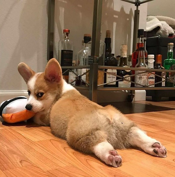 Les corgis sont trop chou.