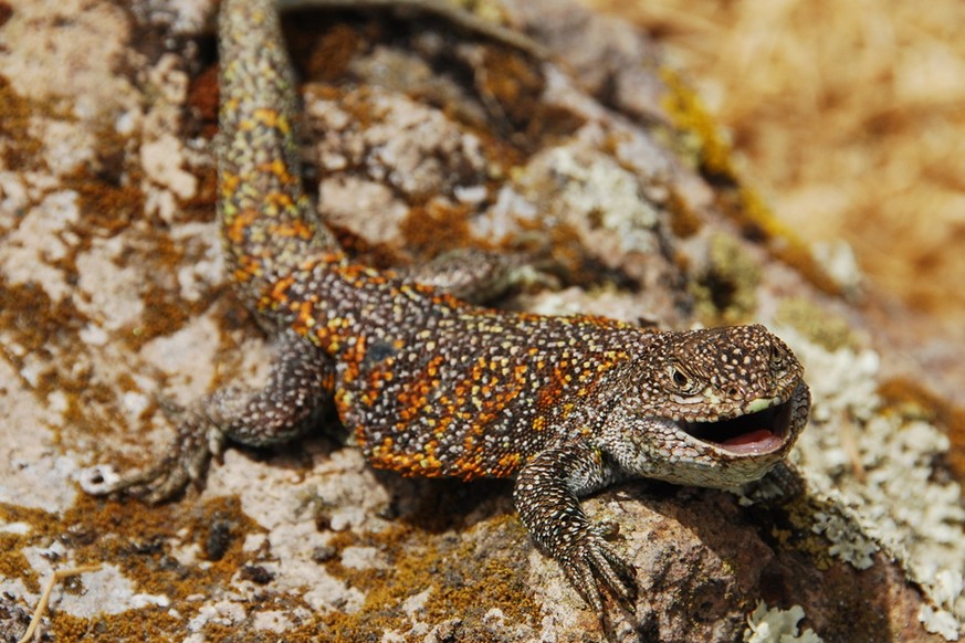 epa13197336 An undated handout photo made available by Peru's National Service of Natural Areas Protected by the State (Sernanp) on 28 August 2026 shows a specimen of Liolaemus yawar, a newly des ...