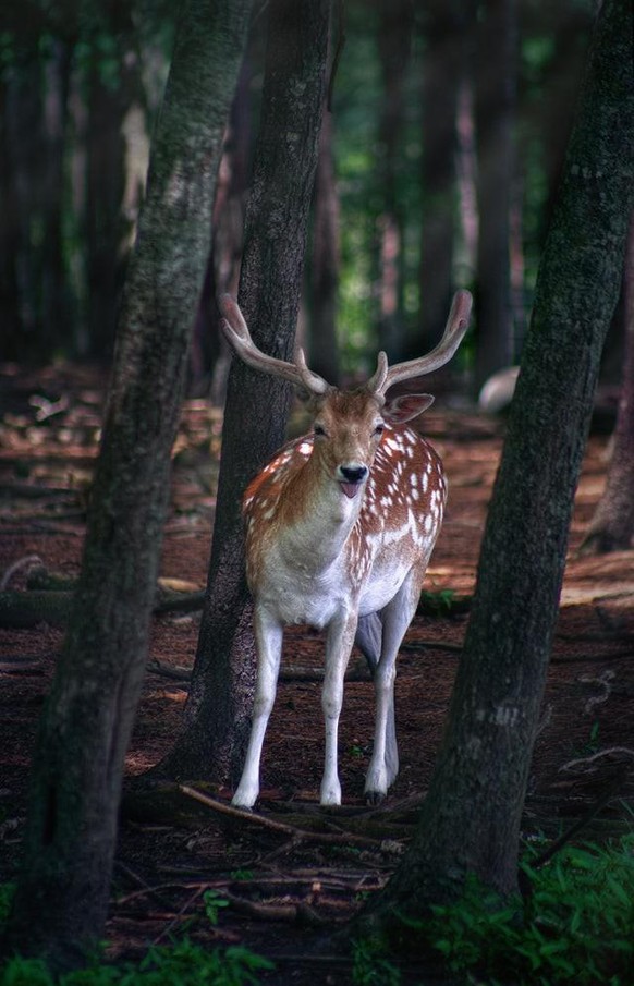 cute news animal tier reh

https://www.reddit.com/r/AnimalsBeingDerps/comments/s1jsh1/are_we_doing_deer_derps_now_i_have_one/