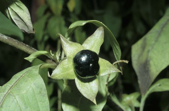 Un fruit de Belladone, très caractéristique avec son calice étoilé à cinq dents.