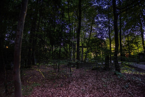 Gluehwuermchen fliegen waehrend der Abenddaemmerung im Waldfriedhof Schaffhausen, am Samstag, 30. Juni 2018. (KEYSTONE/Petra Bischoff)