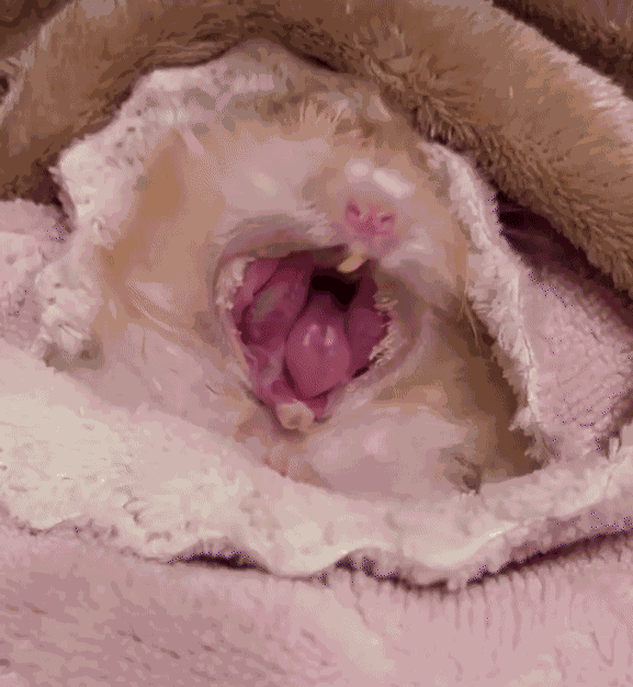 GIF animé
