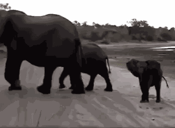 GIF animé