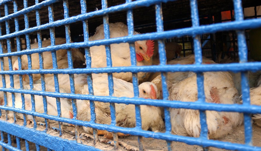 Le régulateur recommande des «volières», soit des structures à étages avec perchoirs et espaces de ponte pour les poules.