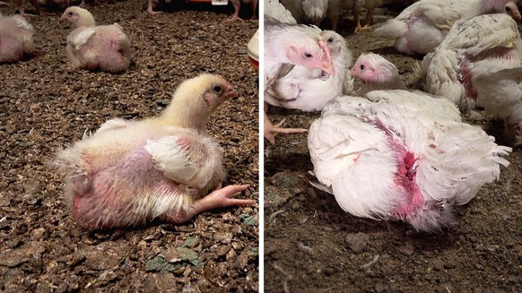 Une enquête dénonce l&#039;utilisation supposée de la souche de poulet Ross 308 par Micarna (Migros).