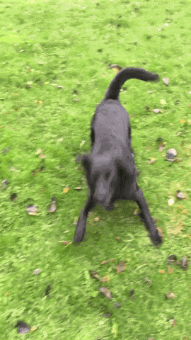 GIF animé