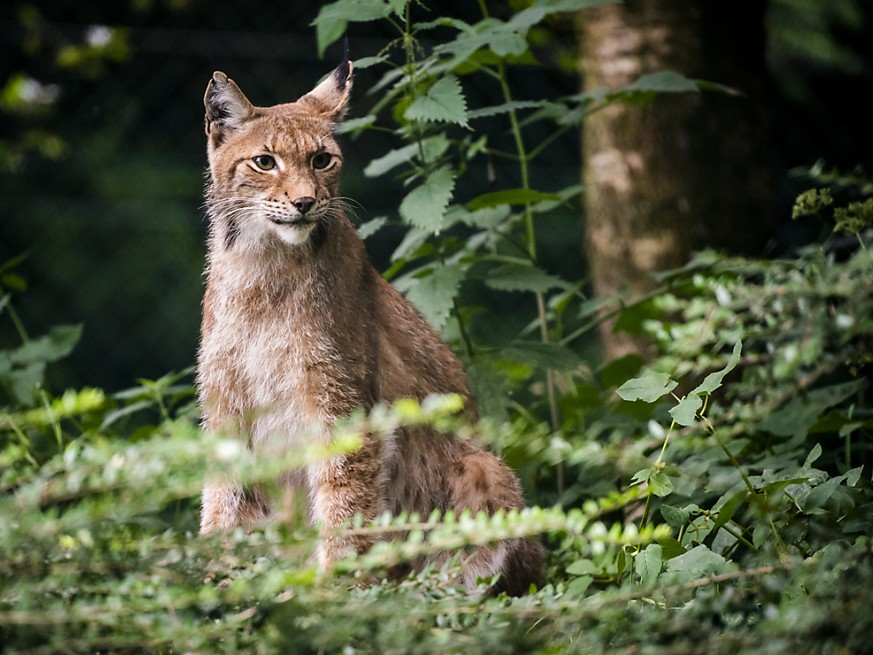 Le lynx est une esp