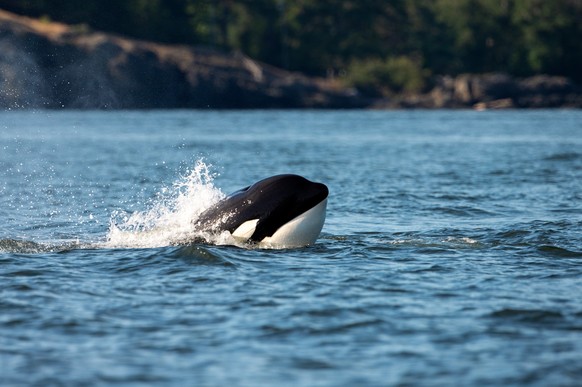 A transient Orca whale or killer whale jumping out of water in Orcinus orca, Vancouver Island, Canada xkwx Orca, whale, killer whale, transient, jumping, water, surface, Orcinus orca, Vancouver Island ...